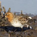 Песочник-красношейка / Calidris ruficollis