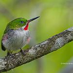 Узкоклювый тоди / Todus angustirostris