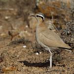 Cream-colored Courser / Cursorius cursor