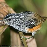 Peruvian Warbling Antbird / Hypocnemis peruviana
