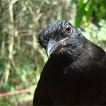 Black Antshrike / Thamnophilus nigriceps