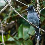 Венесуэльский колючник / Thamnophilus insignis