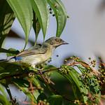 Белобрюхий дакнис / Dacnis albiventris