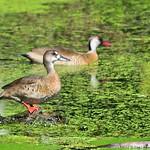 Бразильский чирок / Amazonetta brasiliensis