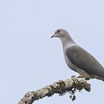 Ducula cuprea