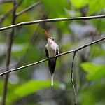 Прямоклювый колибри-отшельник / Phaethornis bourcieri