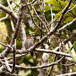 Lanceolated Monklet / Micromonacha lanceolata