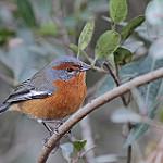 Rusty-browed Warbling Finch / Microspingus erythrophrys
