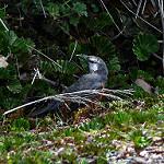 Giant Conebill / Conirostrum binghami