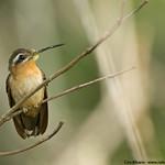 Hook-billed Hermit / Glaucis dohrnii