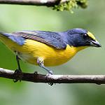 Желтошапочная эуфония / Euphonia luteicapilla