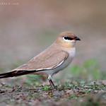 Тиркушковые / Glareolidae фото