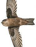 Palau Swiftlet / Aerodramus pelewensis