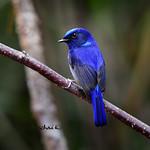 Small Niltava / Niltava macgrigoriae