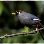 Кустарницевые / Leiothrichidae фото