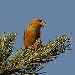 Клёст-сосновик / Loxia pytyopsittacus
