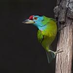 Turquoise-throated Barbet / Psilopogon chersonesus