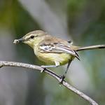 Bahia Wagtail-Tyrant / Stigmatura bahiae