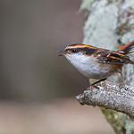 Thorn-tailed Rayadito / Aphrastura spinicauda