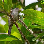 Pink-legged Graveteiro / Acrobatornis fonsecai