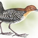Рыжеголовый коростелёк / Rufirallus xenopterus