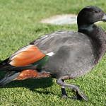 Paradise Shelduck / Tadorna variegata