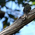 Антильский пиви / Contopus latirostris