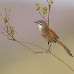 Pilbara Grasswren / Amytornis whitei
