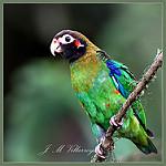 Rose-faced Parrot / Pyrilia pulchra