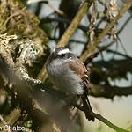 Piura Chat-Tyrant / Ochthoeca piurae