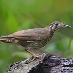 Dark-sided Thrush / Zoothera marginata