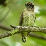 Greyish Piculet / Picumnus granadensis