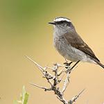 White-browed Chat-Tyrant / Ochthoeca leucophrys