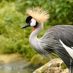 Журавлиные / Gruidae фото