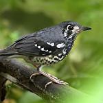 Ashy Thrush / Geokichla cinerea