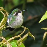Chiribiquete Emerald / Chlorostilbon olivaresi