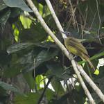 Зеленоспинный бюльбюль / Criniger chloronotus