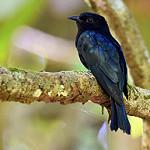 Philippine Drongo-Cuckoo / Surniculus velutinus