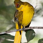 Golden Bowerbird / Prionodura newtoniana