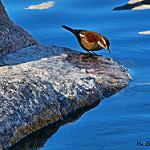 Olrog's Cinclodes / Cinclodes olrogi