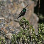 Black-breasted Hillstar / Oreotrochilus melanogaster