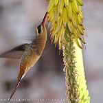 Cinnamon-throated Hermit / Phaethornis nattereri