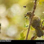 White-browed Bulbul / Pycnonotus luteolus