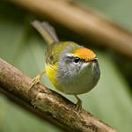 Mountain Tailorbird / Phyllergates cucullatus