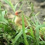 Anambra Waxbill / Estrilda poliopareia