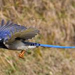 Yellow-billed Blue Magpie / Urocissa flavirostris