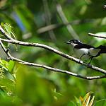 Суринамский бекард / Pachyramphus surinamus