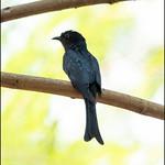 Fork-tailed Drongo-Cuckoo / Surniculus dicruroides
