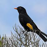 Black-and-gold Cotinga / Lipaugus ater