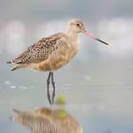 Marbled Godwit / Limosa fedoa